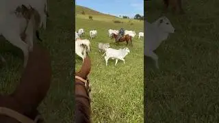 V&ocirc; Antenor la&ccedil;ando bezerro #fazenda #gado #nelore #vaca #boi #cavalo #pecu&aacute;ria #bezerro