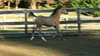 DMF Veni Vidi Vici -- Fancy Section B Welsh Pony
