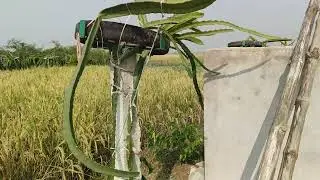 SHOCKING Mistake: Why Planting 5 Dragon Fruit Varieties on ONE Pole RUINS Rare Variety &Your Profits