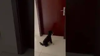 Fun games to play with your dog #dog #puppy #cutepuppy #petgames #shorts