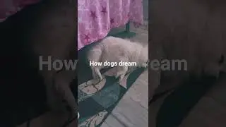 Do Dogs dream as humans
