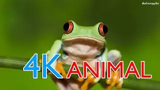 4K Animal, 4K wildlife, High Quality animal videos
