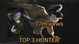 TOP 3 EAGLE EARLY HUNTING! Eagle huntress & falcon entry level '' early hunt's eagle 🦅