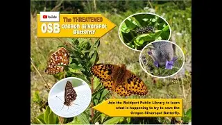 Oregon Silverspot Butterfly Virtual Program Waldport Library
