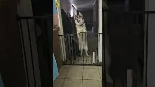 just two pups
