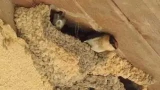 Pair of Cave Swallows on Nest
