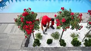 Rapperswil Landscape Gardening and Infinity Pool Construction: Tips From Swiss Garden Architects