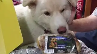 Pet Treater Subscription Box - October 2016 - 