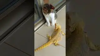 Cat vs lizard fighting #cat #lizard #animals #pets