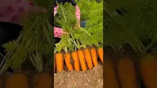 special carrot harvest #music #gardening #beats #animation #quotes #farming #carrot #harvest