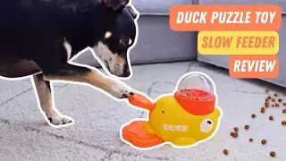My Scared Dog Learned To Love This Duck Treat Dispenser Toy