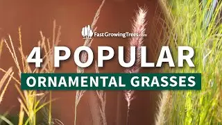 4 Popular and Colorful Ornamental Grasses