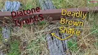Deadly Snake, Diatone Tyrant S, FPV Drone Racing