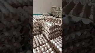 Eggs wholesale market Islamabad #fruitbazar #fruitcultivation #wholesalemarket #mango