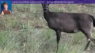 2D Coconino Forest Service Road, 137A, Happy Jack, AZ 86024 - MLS #82842