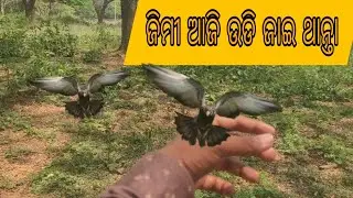ଜିମୀ ଆଜି ଉଡି କି ପଳେଇ ଥାନ୍ତା।। #pigeon #vlog #bird @JAPUARABPETVLOG @odiapetdunia