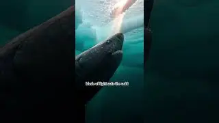 The Trappee Greenland Shark #motivation #hope #arctic #snow #shark