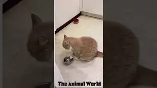 I gatti sanno come farti ridere dal #mondoanimale breve 28