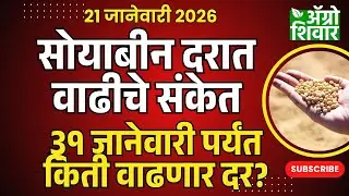 Soyabean rate today | सोयाबीन बाजार भाव वाढीचे संकेत, ३१ जानेवारीपर्यंत किती वाढणार?