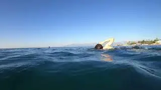 Girl swimming diving in the ocean Stock footage for creators.