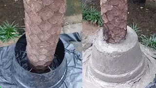 cara hemat pot, cor batang pakis/kayu untuk media tanam anggrek