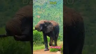 My name is Elephant | viral | #ytshorts   #ytshortsvideo #yshortsviral #youtube  @Dailylife3.O ​