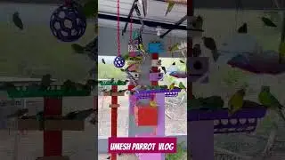 New Birds And Parrot Video#viral#parrot #birds#umeshparrotshop#lovebirds#bajir#parrotshop