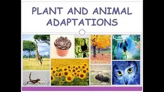 Plant & Animal Adaptations: Plants (NGSS 3-LS4-3)