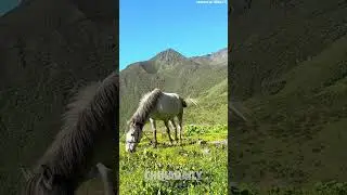 Never miss the stunning scenery of Balang Mountain in summer