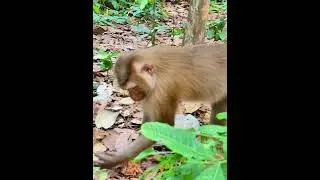 #ViralMonkeys #TrendingShorts #AnimalKingdom #DailyMonkeys #NatureLover #ExploreWildlife