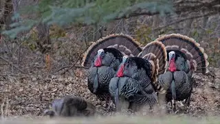 Best Budget Turkey Shotgun and Ammo ?! Hatsan Arms Company 24&rdquo; Semi Auto 12 Guage Shotgun