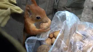 Много белок. Зарисовка / Lots of squirrels. The sketch