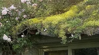 V&eacute;g&eacute;taliser une toiture