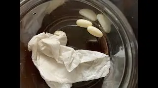 Shipping a crested gecko can be stressful.... but enough to lay eggs?
