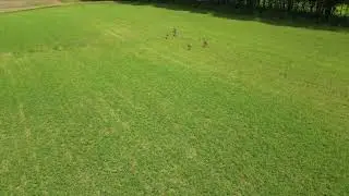 230616Drone deerChase