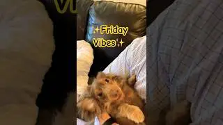 Friday dance move 🙌 #shorts #miniaturedachshund #dogs #dogmomlife