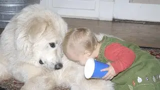 Great Pyrenees playing with Baby compilation - Baby Love Great Pyrenees - Dog and Baby videos