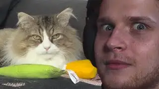 IT'S A CAT | Counterparts - Whispers of Your Death | Reaction
