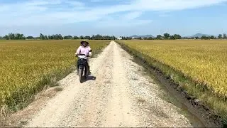 Nẻo Đường Giữa Hai Cánh Đồng Lúa Chín Nhìn Rất Đẹp
