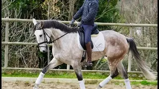 Hispano - Lusitano 170 cm - 6 a&ntilde;os - Apoyos - inicio de piruetas, piaffe, cambios de pie.