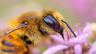Bee Math: How Honey Bees Count & Build!