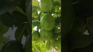 Avocados on Tree? Here's What You Didn't Know! 🥑 | Avocado Tree Facts & Fruiting Tips