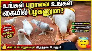 How to train your pigeon on your hand | hand tame | Pr Pigeons