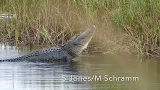 American Alligator Mating Bellows