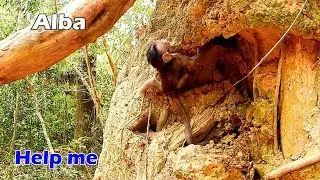 Alba cry very loud for help !!! Alba lonely cry lost the way to find her mom Anna