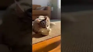 Cutest Friendship Ever! Cat & Chick Playing Together 🐱🐥 | SafePaws AI #emotionalstories