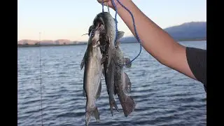 1v1 fishing challenge: Washoe lake (ft. Wild Warner Outdoors)