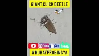 Giant Click Beetle
