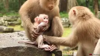 Reaction lovely abandoned monkey under heavy raining in wild ! So Pity