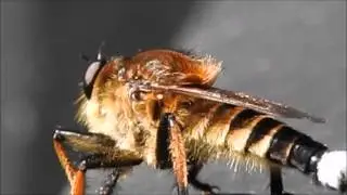 シオヤアブのネコ的な動き Robber Fly Promachus yesonicus